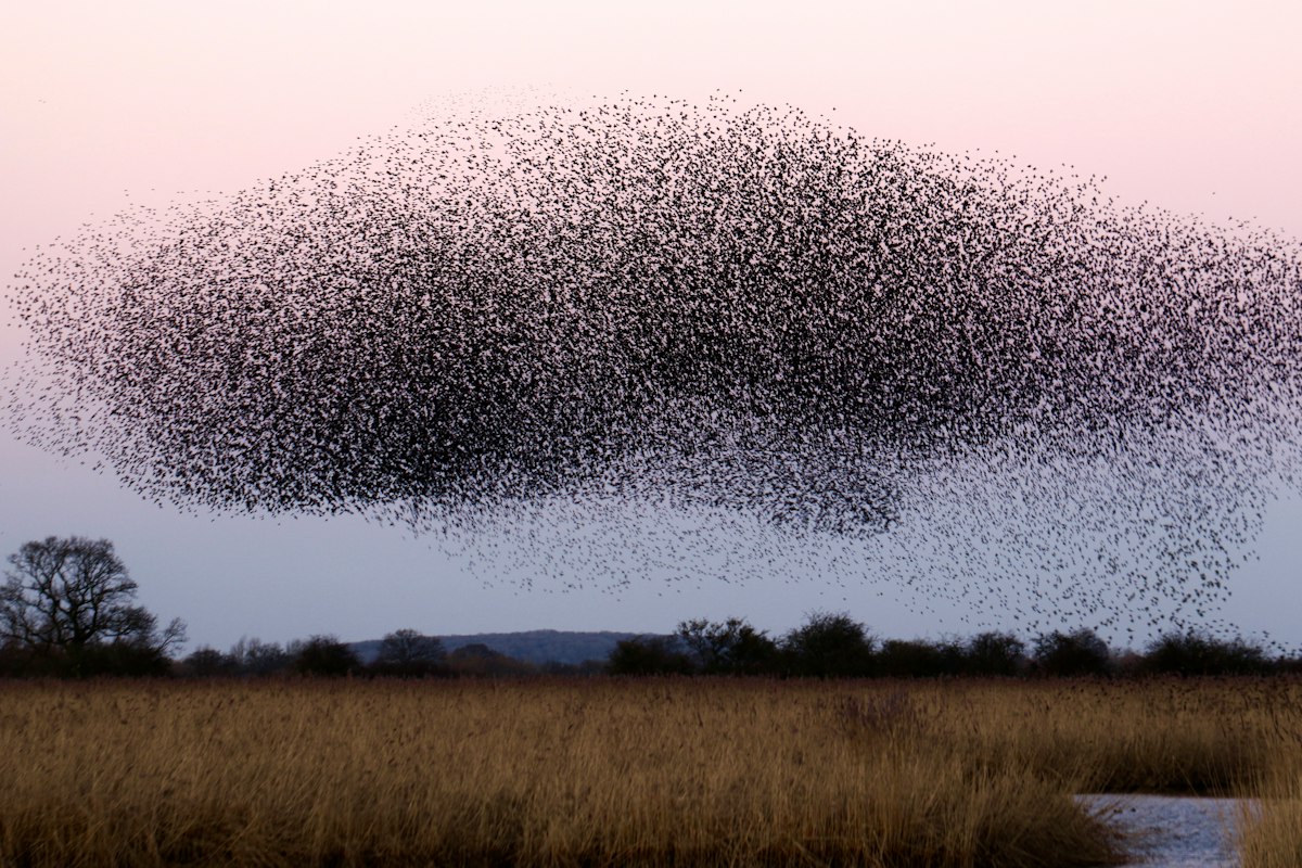Aves regresando en primavera